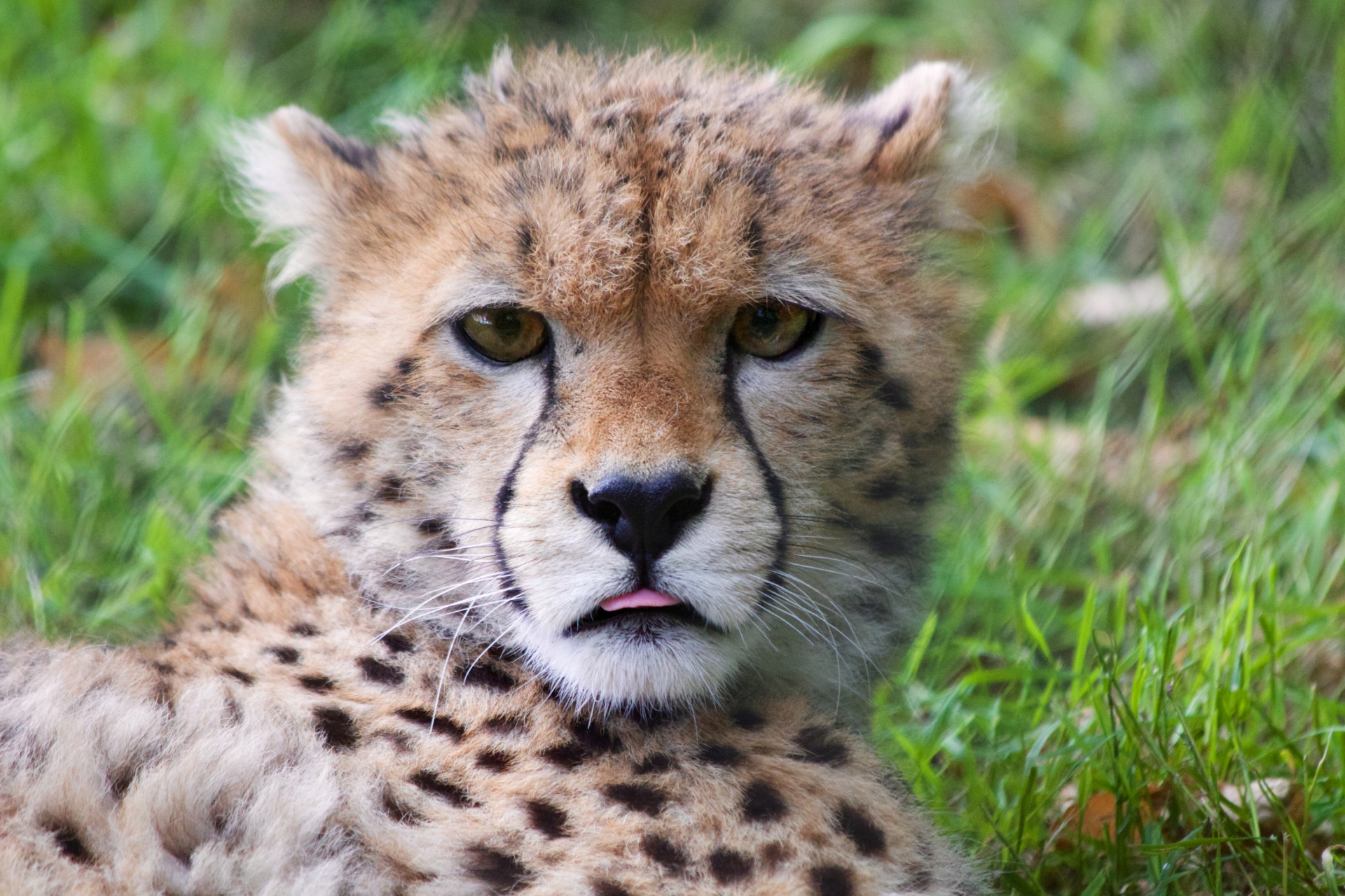 picture of a cheetah